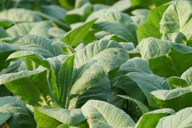 Gündüz, tarım alanının görünümü