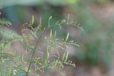 gündüz açık havada büyüyen vahşi bitkilerin yakın 