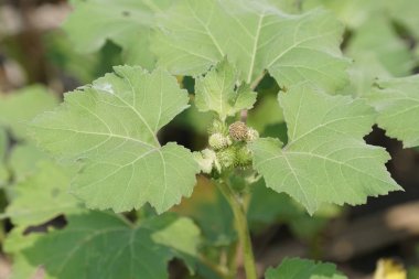 Gündüz, tarım alanının görünümü