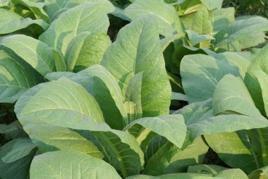 Gündüz, tarım alanının görünümü