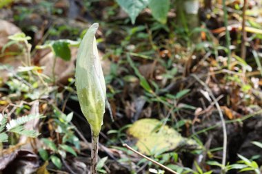 Açık büyüyen renk çiçeği yakın 