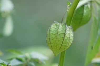 gündüz açık havada büyüyen vahşi bitkilerin yakın 