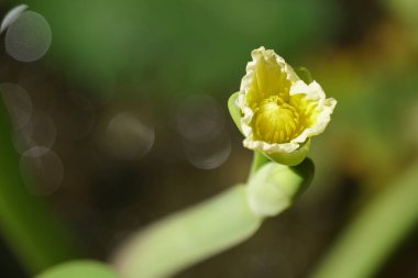 Açık büyüyen renk çiçeği yakın 