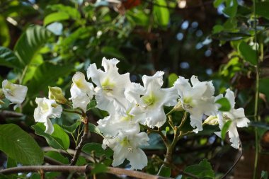 Açık büyüyen renk çiçekler yakın 