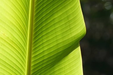 Güzel doğal arkaplanın yakın plan çekimleri.