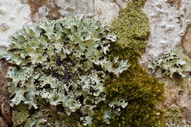 koyu yeşil yosun ile ağaç dalı üzerinde liken