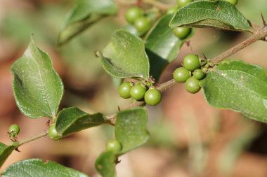 gündüz açık havada büyüyen vahşi bitkilerin yakın 