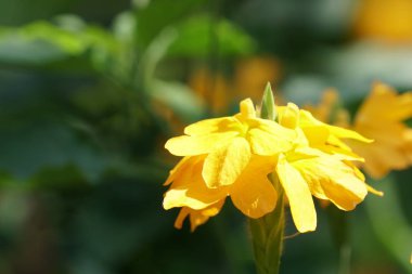 Açık büyüyen renk çiçekler yakın 