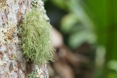 koyu yeşil yosun ile ağaç dalı üzerinde liken