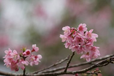 Açık büyüyen renk çiçekler yakın 