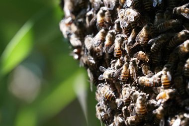 kovan üzerinde oturan arılar küme yakın