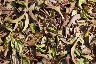 Yere düşen güzel yaprakların yakın plan çekimi