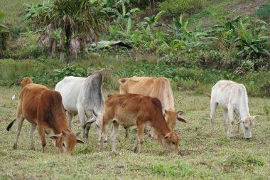 scenic shot of asian cows grazing on nature