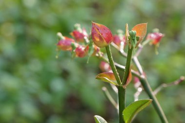 Açık büyüyen renk çiçekler yakın 
