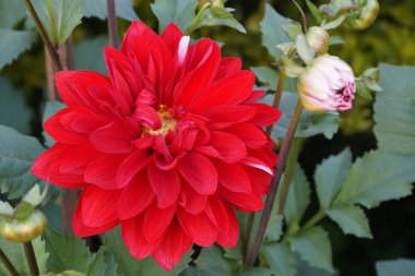 Açık büyüyen renk çiçeği yakın 