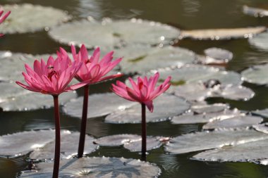 su yüzeyinde su zambak çiçekler yakın 