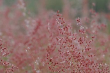 gündüz açık havada büyüyen vahşi bitkilerin yakın 