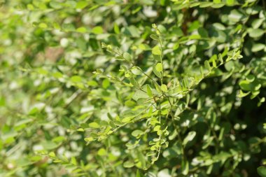 gündüz açık havada büyüyen vahşi bitkilerin yakın 