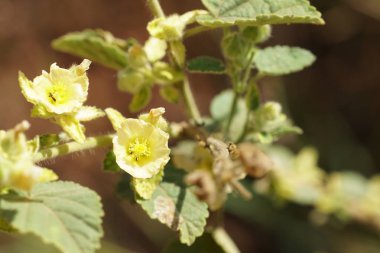 Açık büyüyen renk çiçekler yakın 
