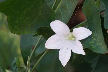 Açık büyüyen renk çiçeği yakın 