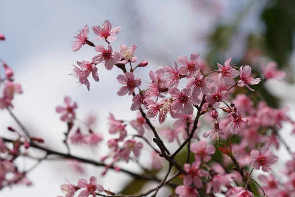 Close Color Flowers Growing Outdoor — Stock Photo, Image