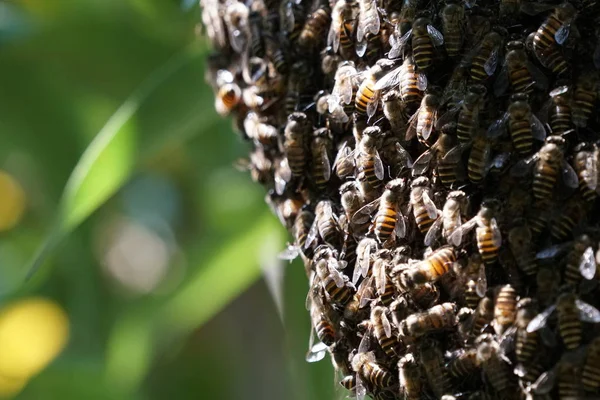 Close Bees Cluster Sitting Hive — Stock Photo, Image