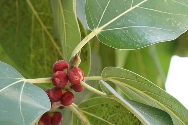 Gros Plan Fruits Exotiques Frais Mûrissant Sur Branche — Photo