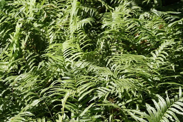 Close Wild Plants Growing Outdoors Daytime — Stock Photo, Image