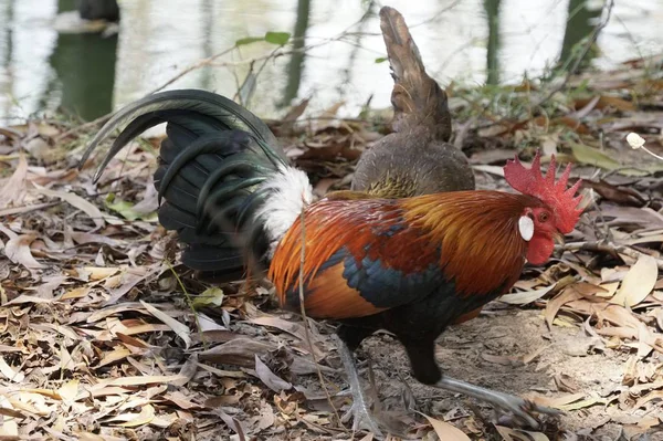 Close Shot Rooster Forest Fallen Leaves — Stock Photo, Image