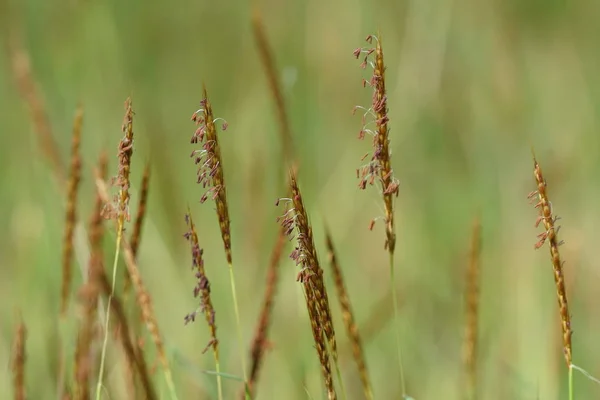 Primer Plano Las Plantas Silvestres Que Crecen Aire Libre Durante — Foto de Stock