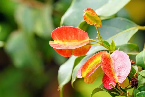 Gros Plan Plantes Sauvages Poussant Extérieur Jour — Photo