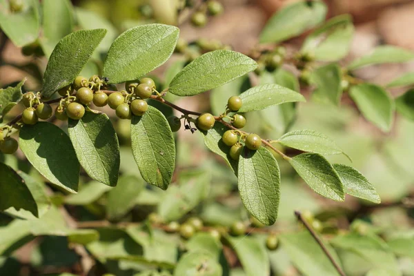 gündüz açık havada büyüyen vahşi bitkilerin yakın 