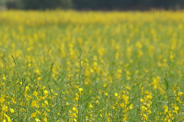 Närbild Färg Blommor Växer Utomhus — Stockfoto