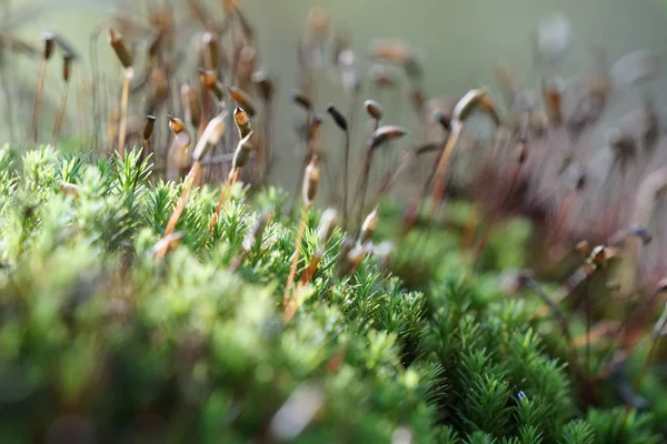 Primer Plano Las Plantas Silvestres Que Crecen Aire Libre Durante —  Fotos de Stock