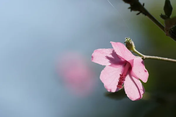 Close Van Kleur Bloem Kweken Buiten — Stockfoto