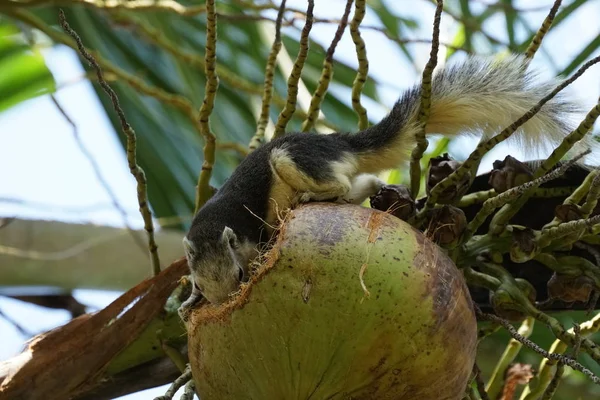 Niedliches Eichhörnchen Nagt Kokosnuss — Stockfoto