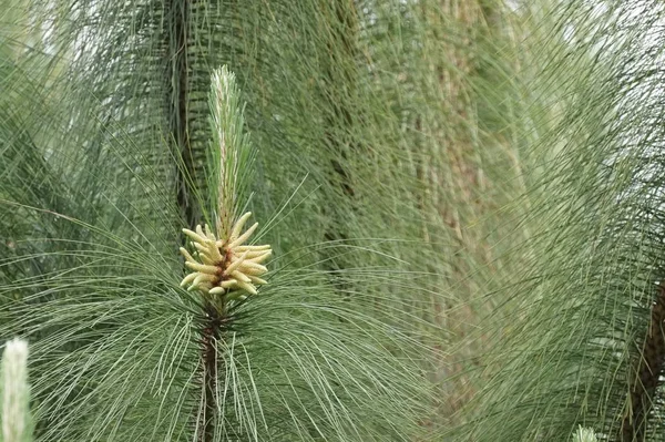 Gros Plan Plantes Sauvages Poussant Extérieur Jour — Photo