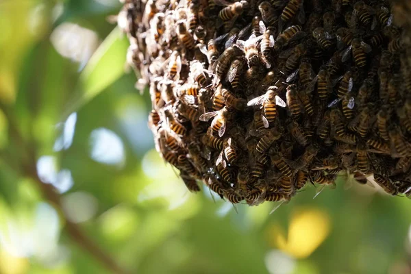 Κοντά Στις Μέλισσες Συστάδα Κάθεται Κυψέλη — Φωτογραφία Αρχείου