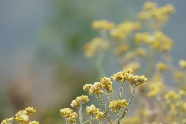 Close Flores Cor Crescendo Livre — Fotografia de Stock