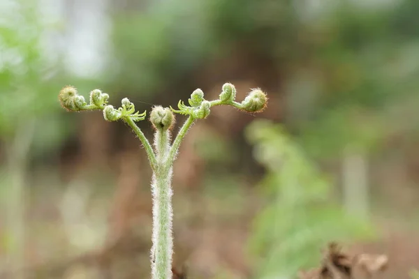 Närbild Vilda Växter Som Växer Utomhus Dagtid — Stockfoto