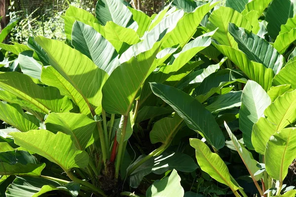 Close Van Wilde Planten Die Overdag Buiten Groeien — Stockfoto