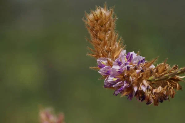 屋外で成長している色の花のクローズアップ — ストック写真