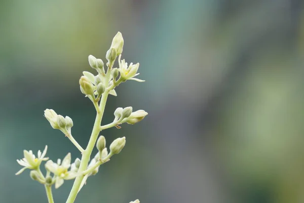 Fechar Plantas Selvagens Que Crescem Livre Durante Dia — Fotografia de Stock