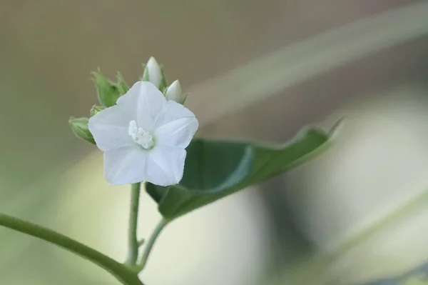 屋外で育つ色の花のクローズアップ — ストック写真