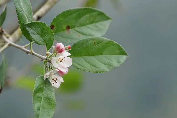 Primer Plano Flores Color Creciendo Aire Libre —  Fotos de Stock