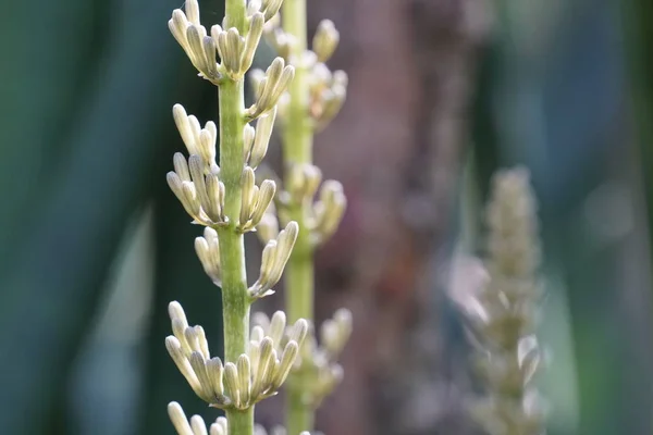 昼間に屋外で育つ野生植物のクローズアップ — ストック写真