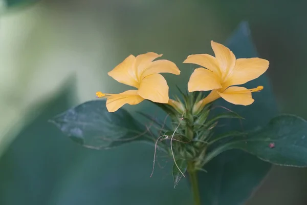 Primer Plano Flores Color Creciendo Aire Libre — Foto de Stock