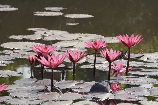 Крупним Планом Водяні Квіти Лілії Поверхні Води — стокове фото