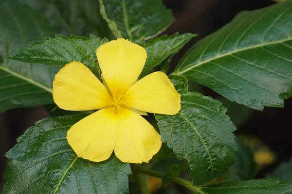 Primer Plano Flores Color Creciendo Aire Libre — Foto de Stock