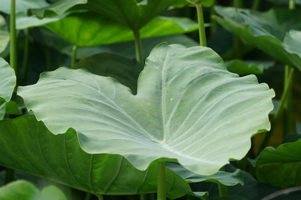 Close Van Wilde Planten Die Overdag Buiten Groeien — Stockfoto